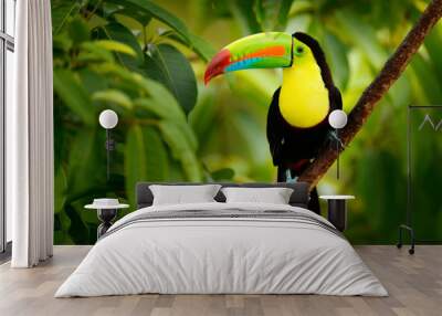 Keel-billed Toucan, Ramphastos sulfuratus, bird with big bill. Toucan sitting on the branch in the forest, Boca Tapada, green vegetation, Costa Rica. Nature travel in central America. Wall mural