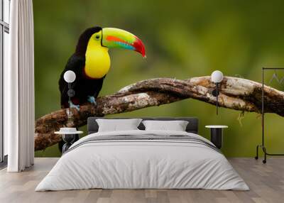 Keel-billed Toucan, Ramphastos sulfuratus, bird with big bill. Toucan sitting on the branch in the forest, Panama. Nature travel in central America. Birdwatching in tropic mountain forest. Wall mural