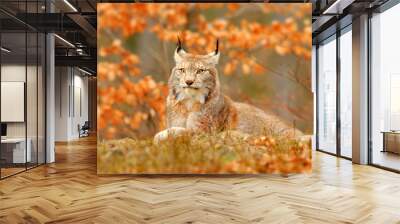 Lynx in orange autumn forest. Wildlife scene from nature. Cute fur Eurasian lynx, animal in habitat. Wild cat from Germany. Wild Bobcat between the tree leaves. Close-up detail portrait. Wall mural