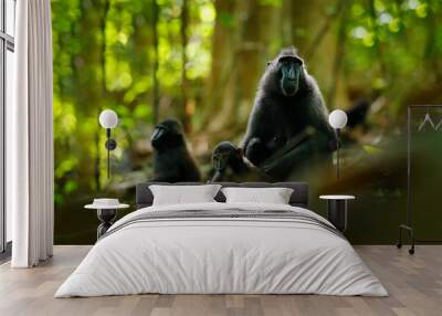 Monkey in dark forest. Celebes crested Macaque, Macaca nigra, sitting in the nature habitat, wildlife from Asia, nature of Tangkoko on Sulawesi, Indonesia. Rare animal in the forest. Wall mural