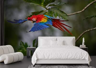 Nature Colombia. Pair of big Scarlet Macaws, Ara macao, fly on the palm leave, Colombia. Wildlife love scene from tropical forest. Two beautiful parrots on tree branch in habitat, flight. Big wings. Wall mural