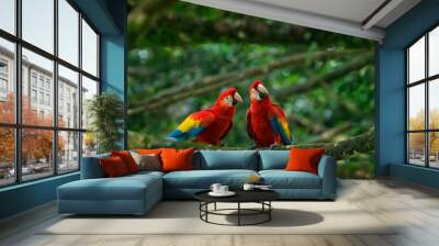 Pair of big parrot Scarlet Macaw, Ara macao, two birds sitting on branch, Brazil. Wildlife love scene from tropic forest nature. Two beautiful parrot on tree branch in nature habitat. Green habitat. Wall mural