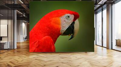 Portrait of big parrot Scarlet Macaw, Ara macao, in forest habitat. Bird love. Two red birds sitting on branch, Costa Rica. Wildlife love scene from tropical forest nature. Wall mural