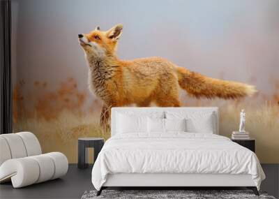 Red Fox hunting, Vulpes vulpes, wildlife scene from Europe. Orange fur coat animal in the nature habitat. Fox on the green forest meadow. Wall mural