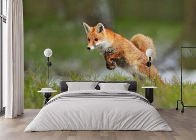 Red Fox jumping , Vulpes vulpes, wildlife scene from Europe. Orange fur coat animal in the nature habitat. Fox on the green forest meadow. Wall mural