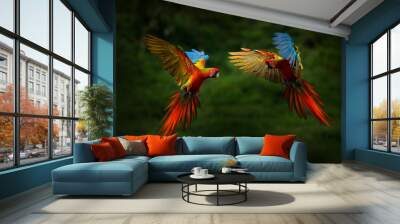 Red hybrid parrot in forest. Macaw parrot flying in dark green vegetation. Rare form Ara macao x Ara ambigua, in tropical forest, Costa Rica. Wildlife scene from tropical nature. Bird in fly, jungle. Wall mural