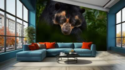 Spectacled bear, Tremarctos ornatus, Peru, South America. Big danger mammal from South America, nature wildlife. Portrait of Spectacled bear in the green forest vegetation. Wildlife of Colombia. Wall mural