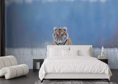 Tiger, cold winter in taiga, Russia. Snow flakes with wild Amur cat.  Tiger snow run in wild winter nature. Siberian tiger, Panthera tigris altaica. Action wildlife scene with dangerous animal. Wall mural