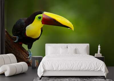 Toucan in the nature. Wall mural