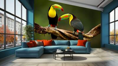 toucan sitting on the branch in the forest, green vegetation, costa rica. nature travel in central a Wall mural