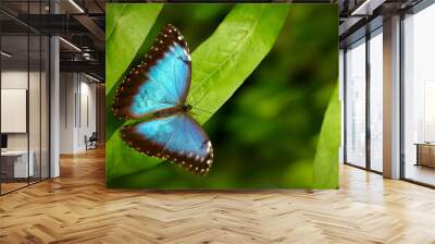 Tropic nature forest. Blue Morpho, Morpho peleides, big butterfly sitting on green leaves, insect in the nature habitat, Mexico. Butterfly in the green habitat. Wall mural