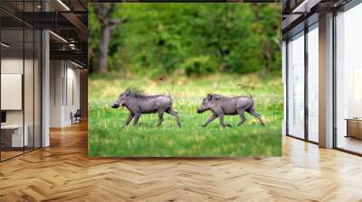 Warthog running, brown wild pig with tusk. Close-up detail of animal in nature habitat. Wildlife nature on African Safari, Okavango delta, Botswana in Africa. Two Common Warthog  in the green forest. Wall mural