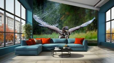 White-tailed Eagle, Haliaeetus albicilla, flying above the water, bird of prey with forest in background, animal in the nature habitat, wildlife, Norway. Eagle in water lake, drops splash - big wings. Wall mural