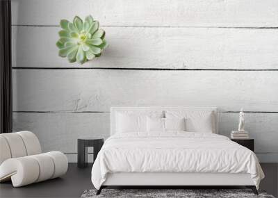 Small green succulent on white wooden background with copyspace. Top view Wall mural