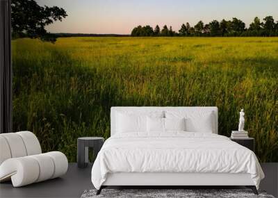 grass field in summer Wall mural