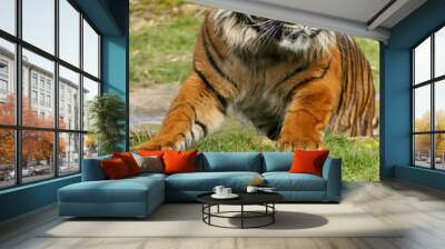 sumatran tiger Wall mural