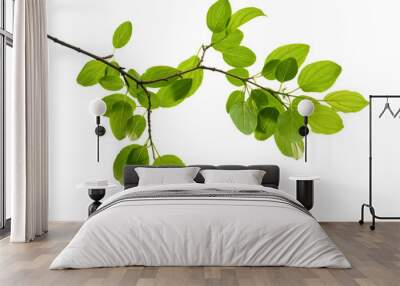 green branch isolated Wall mural