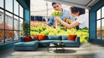 Young gardener checking freshly plants in farm; young farmer harvesting vegetables at morning Wall mural