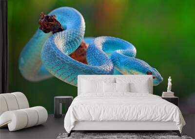 blue insularis pit viper snake, trimeresurus albolabris, venomous snake Wall mural