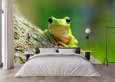 dumpy frog, green tree frog, papua green tree frog Wall mural