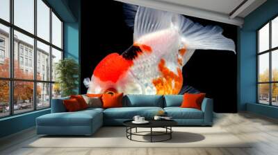 goldfish red cap oranda Wall mural