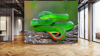 green insularis pit viper, white-lipped island snake, venomous snakes Wall mural