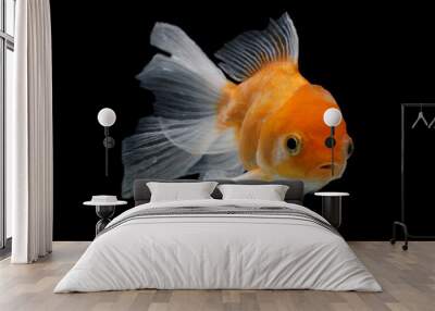 oranda goldfish with black background Wall mural