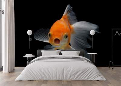 oranda goldfish with black background Wall mural