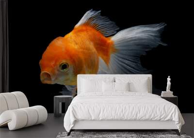 Oranfa goldfish with black background Wall mural