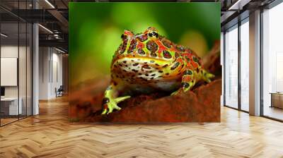 the high red ornate frog, ceratophrys ornata or was called in pac man frog Wall mural