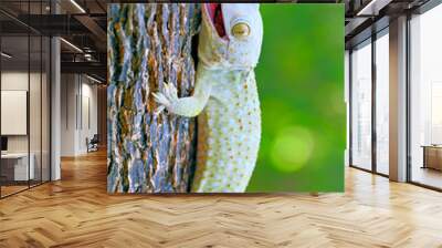 tokay gecko on the branch of wood Wall mural