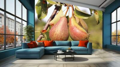 pears Wall mural