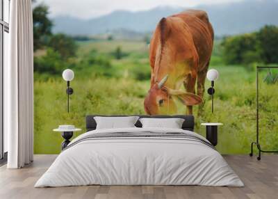 A peaceful brown cow grazing on lush green grass in a serene landscape, surrounded by natural beauty and distant mountains under a clear blue sky. Wall mural