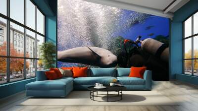 Scuba Diving with Finless porpoise dolphin at Sendai aquarium, Miyagi JAPAN Wall mural