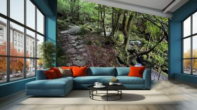 The Shiratani Unsuikyo Ravine on Yakushima is a lush nature park containing several ancient cedars, Yakushima is a World Heritage Site island located in Kagoshima Prefecture, Kyushu, Japan Wall mural