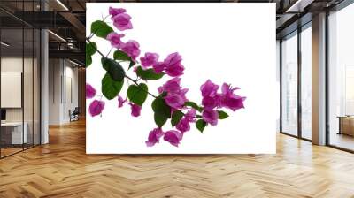 A bouquet of sweet pink Bougainvillea  flower blossom with green leaves on white isolated background Wall mural