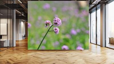 A bouquet of sweet purple verbena flower blossom in a garden with day light and green nature background Wall mural