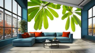 Devil tree leaves with branches and day light on white isolated background for green foliage backdrop Wall mural