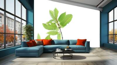 Kratom leaves with twigs on white isolated background for green foliage backdrop Wall mural