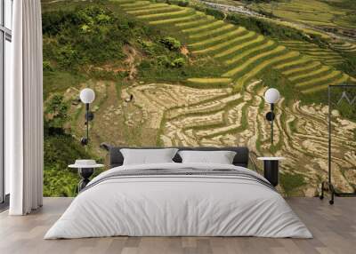 rice terraces on the side of a hill Wall mural