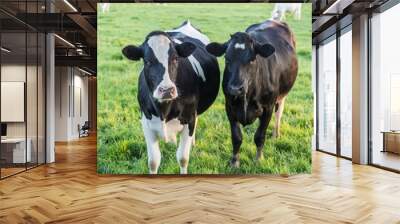 2 black and white cows standing in a meadow Wall mural