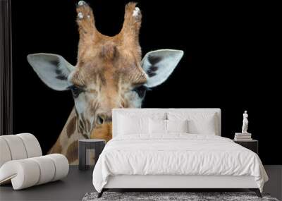 Giraffe on black background Wall mural