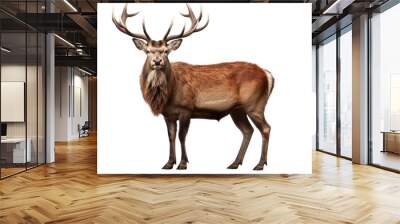 A majestic red deer stag with large antlers standing proudly isolated on white background Wall mural