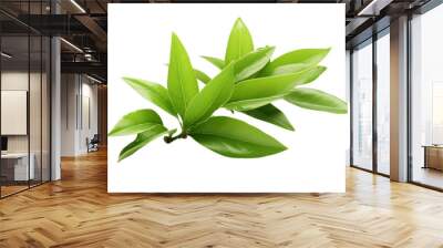 Close-up photo of fresh green tea leaves, isolated on white background. Wall mural