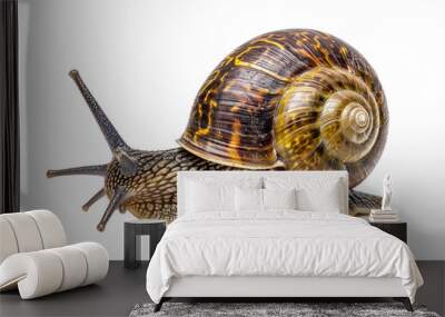 Helix aspersa snail, also known as common garden snail, isolated on white background. Wall mural