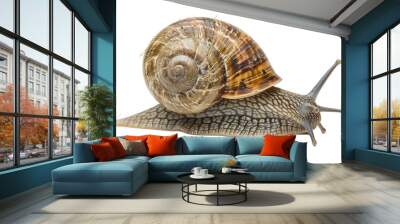 Helix aspersa snail, also known as common garden snail, isolated on white background. Wall mural