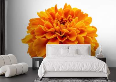 Single fresh marigold flower, bright petals fully opened, isolated on white background. Wall mural