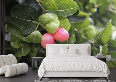 Carunda or Karonda fruit used to herb and medicine. High vitamin C and antioxidant. Wall mural