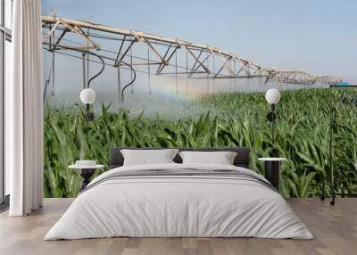 corn field and rainbow Wall mural