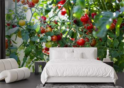 Organic Cherry Tomatoes Wall mural